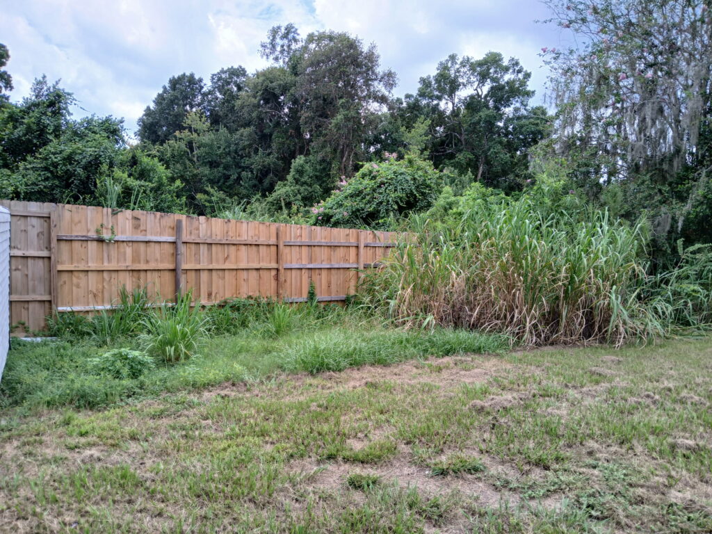 Before lawn cleanup in a Central Florida backyard with tall grass and overgrowth near a fence