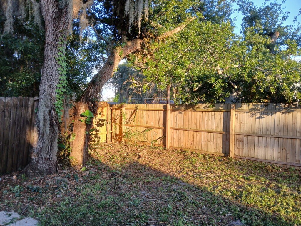 After fence-line cleanup with brush cut back and the yard edge opened up