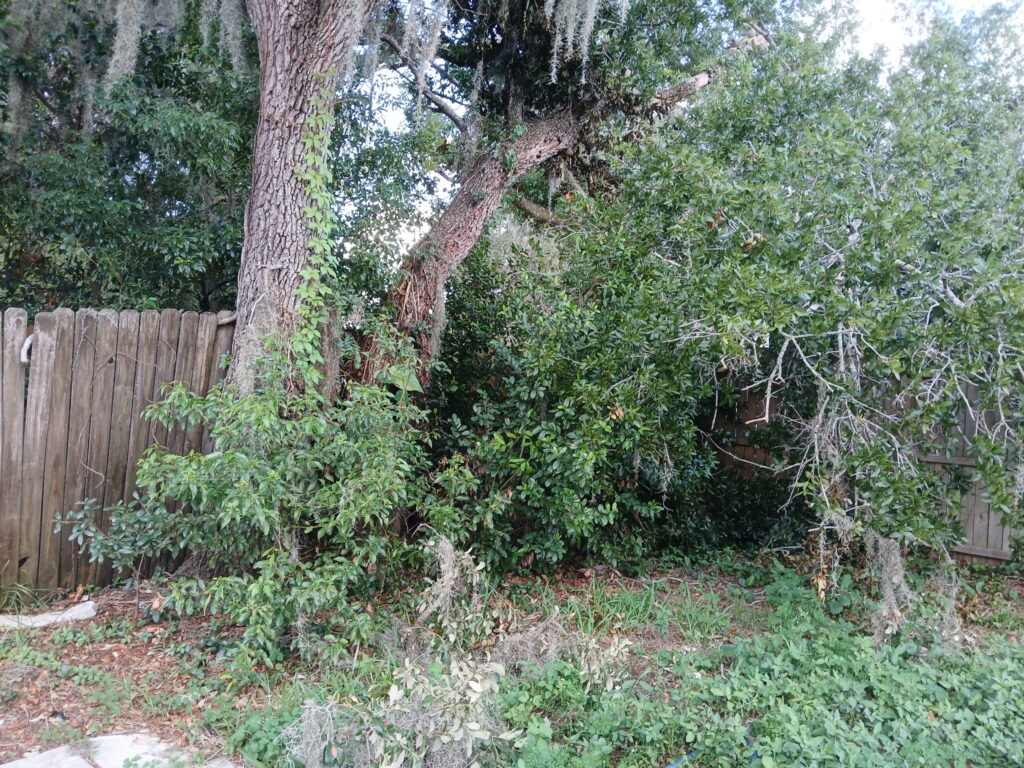 Before fence-line cleanup with thick brush and branches along a wooden fence