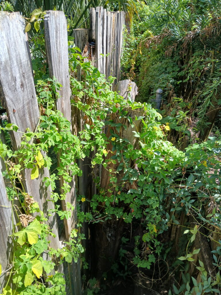 Lawn cleanup along a wooden fence with vines and overgrowth before clearing