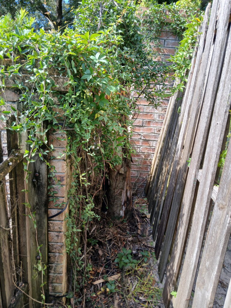 Narrow side yard cleanup with overgrowth beside a wooden fence
