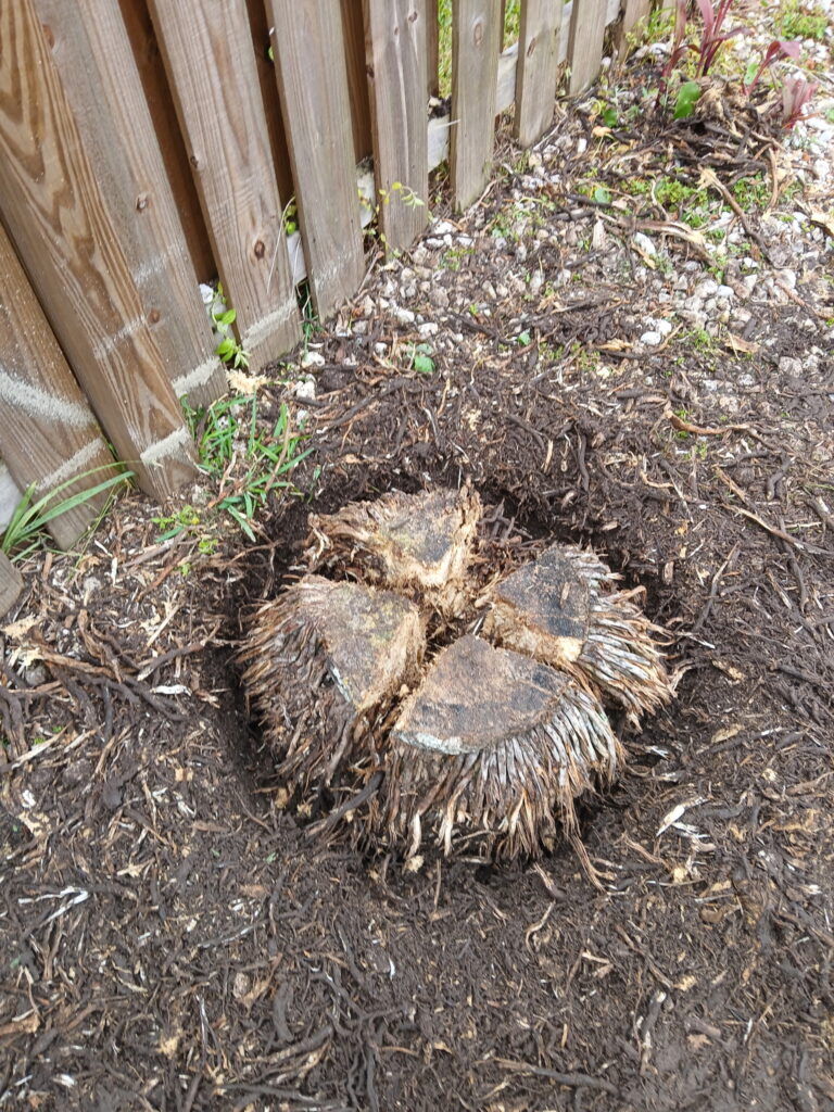 Close-up stump removal work showing a cut stump and roots in a yard