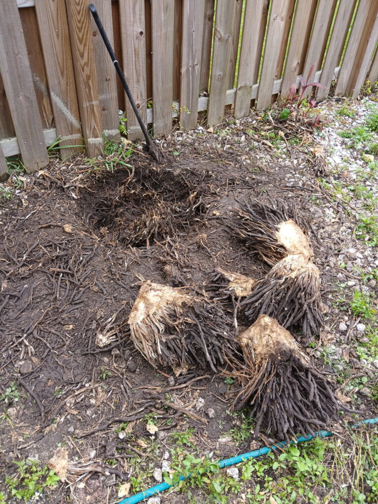 Stump removal cleanup detail with roots and soil exposed in a backyard